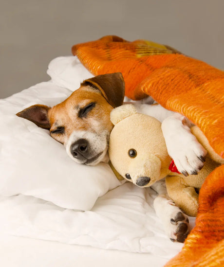 Pet & Kids Essentials – Άνεση & Στυλ για Όλη την Οικογένεια στο wox.gr